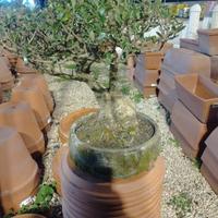 piante di bonsai sardo