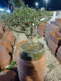piante di bonsai sardo