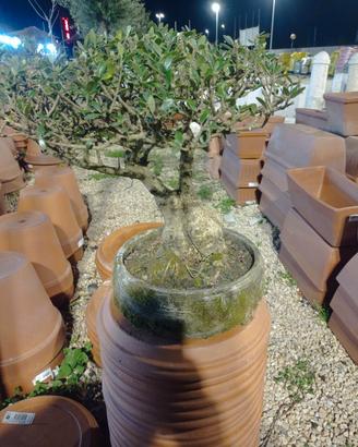 piante di bonsai sardo