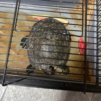 Tartaruga di acqua dolce