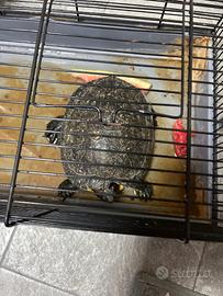 Tartaruga di acqua dolce