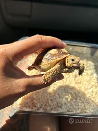 Sulcata