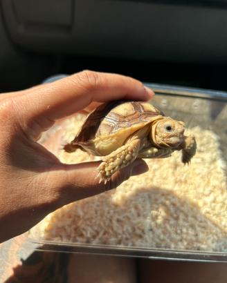 Sulcata