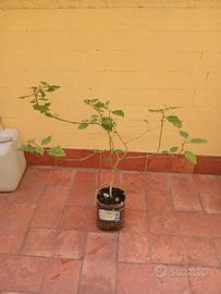 #ortosulalbero #solanotorvum #ortodabalcone