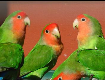 Pappagalli inseparabili Agapornis roseicollis