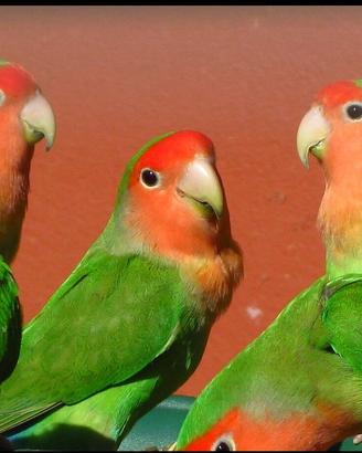 Pappagalli inseparabili Agapornis roseicollis