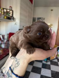 Chihuahua maschio a pelo lungo