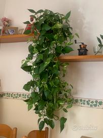 Pianta da appartamento.. potos