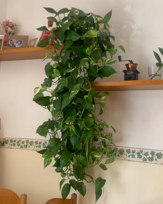 Pianta da appartamento.. potos