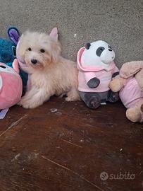 cucciolo di maltese 