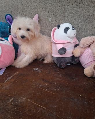 cucciolo di maltese 