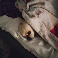 Albergo per animali