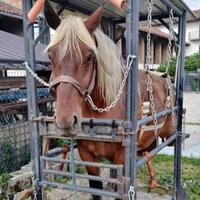 Gabbia per cavalli