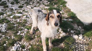 Cane da compagnia