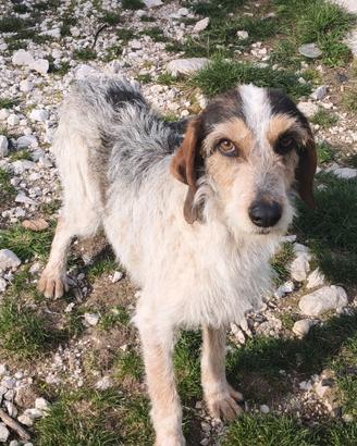 Cane da compagnia
