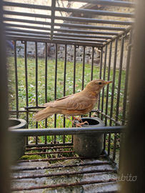 Sasselle femmine brune