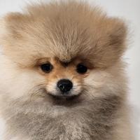Cucciolo spitz pomerania
