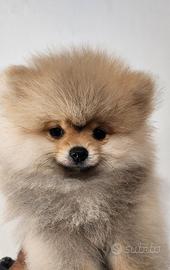 Cucciolo spitz pomerania