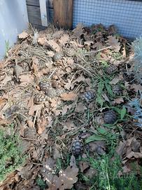 Tartarughe Testudo marginata baby