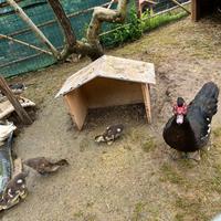 Anatroccoli anatre mute