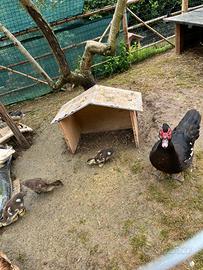 Anatroccoli anatre mute