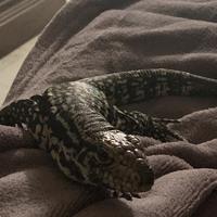 Tegu argentino (molto giovane)