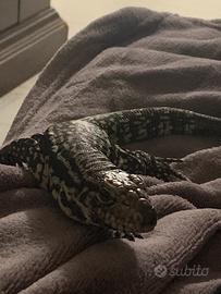 Tegu argentino (molto giovane)