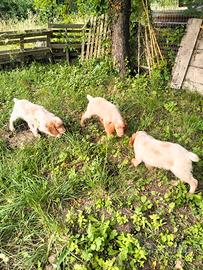 Breton epagneul /caccia/ tartufo