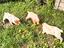 Immagine 1