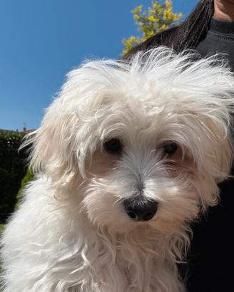 Maltese toy Coreano