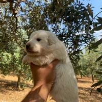 Cuccioli di MAREMMANO