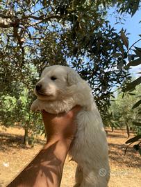 Cuccioli di MAREMMANO