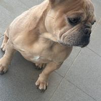 Bulldog francese