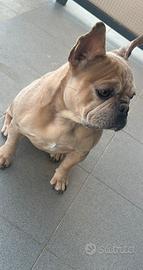 Bulldog francese