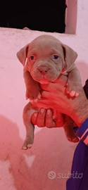 American bully