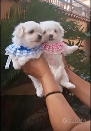 Maltese mini coreano