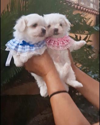 Maltese mini coreano