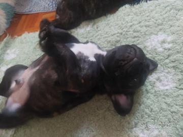 Cuccioli di bouldogue francese con pedigree enci