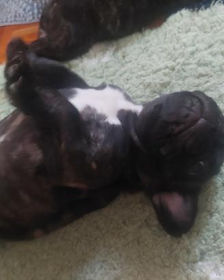 Cuccioli di bouldogue francese con pedigree enci