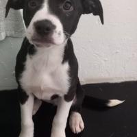 Incrocio di reed nous e simil labrador