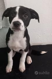 Incrocio di reed nous e simil labrador