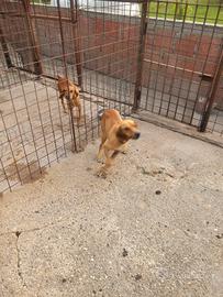 Cane da caccia al cinghiali