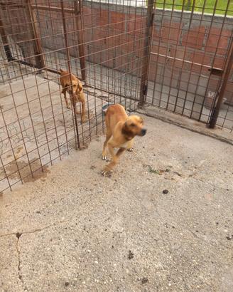 Cane da caccia al cinghiali