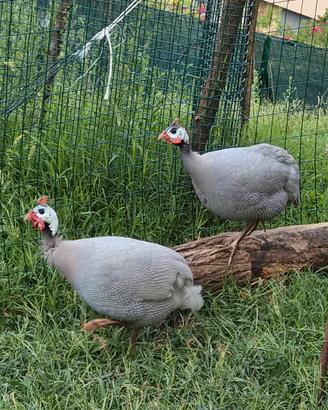Coppia faraone lilla