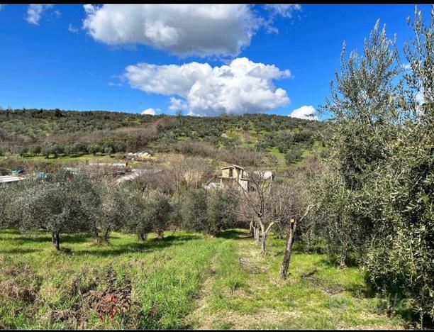 Terreno uliveto edificabile Toffia