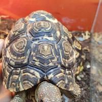 Tartarughe terrestri