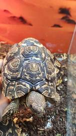 Tartarughe terrestri