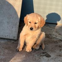 Golden Retriever Femmina