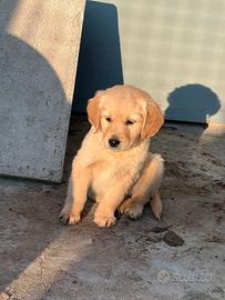Golden Retriever Femmina