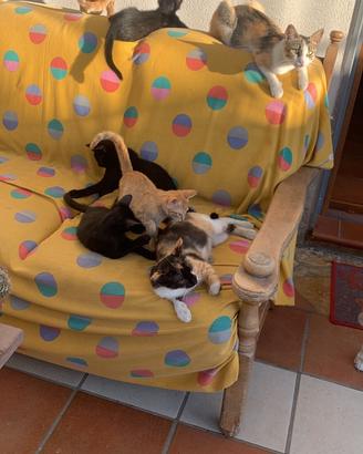 Dolcissimi gattini